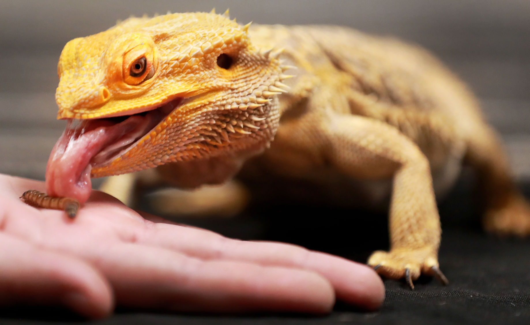 111719_ActiveAnimals002_bjs.JPG